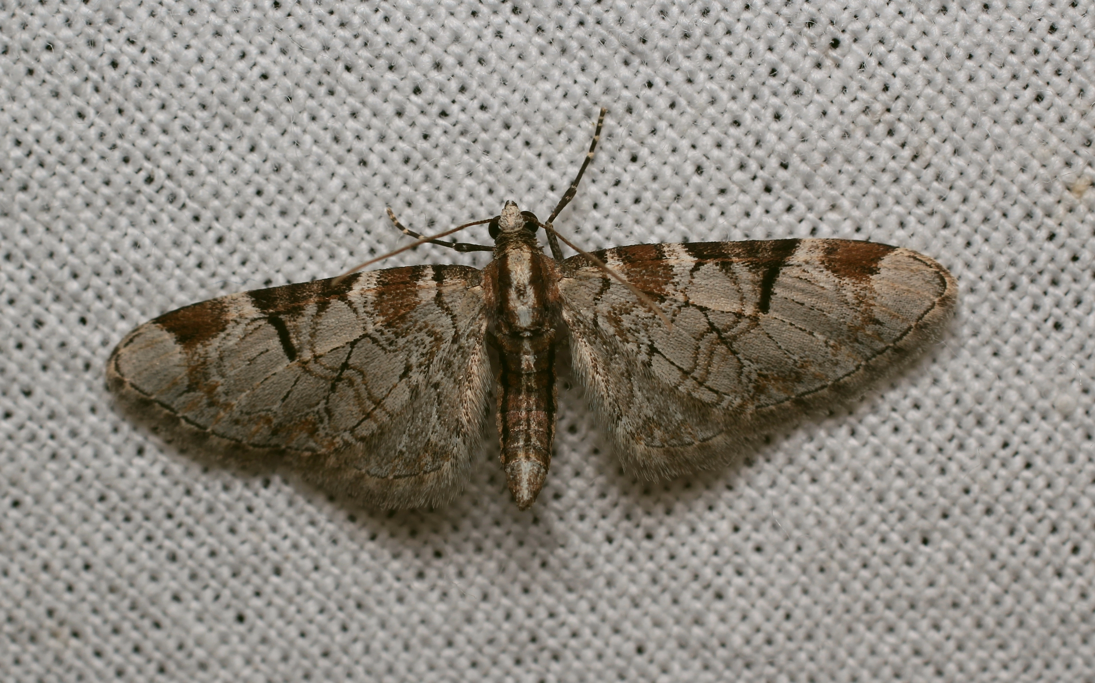 Fruitboomdwergspanner – Eupithecia insigniata Jeroen Breidenbach 2 5 2016.jpg